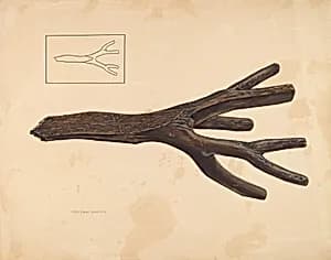 Bootjack by Lloyd A. Davidson