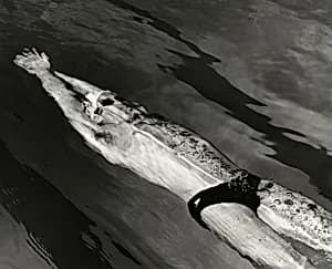 Bruce Hayes