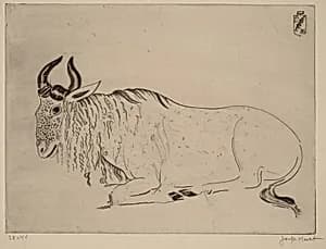 Buffalo (Buffle)