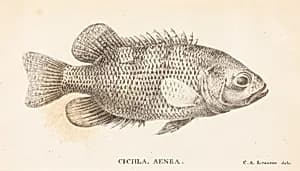 Cichla, Aenea by Charles Alexandre Lesueur