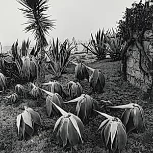 Portrait of Joan Fontcuberta