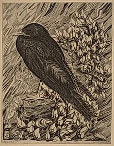 Crow (Corneille)