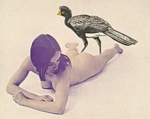 Curassow