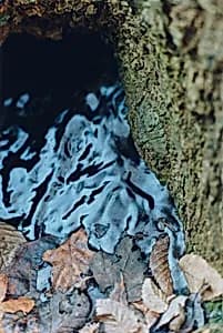 Eis im Baum