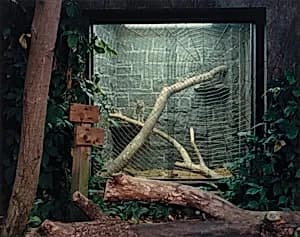 Geoffroy's Cat, Topeka, Kansas
