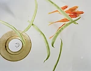 Goldfish and Stringbeans (#99)