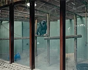 Gorilla, Metro Toronto Zoo