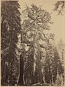 Grizzly Giant, Mariposa Grove by Carleton E. Watkins