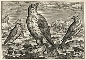Hawk and Sparrows by Adriaen Collaert