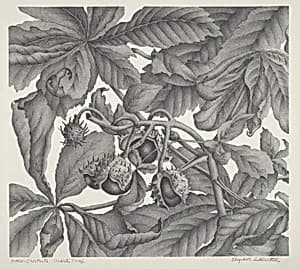 Horse-Chestnuts