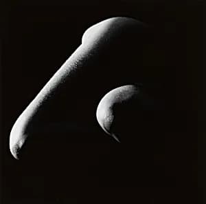 Human Forms