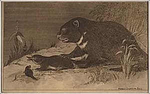Portrait of Charles Livingston Bull