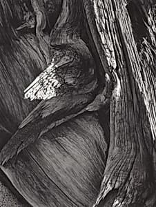 Juniper Tree Detail, Sequoia National Park, California by Ansel Adams