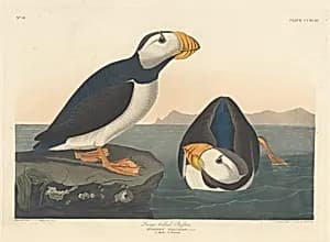 Large-billed Puffin by Robert Havell after John James Audubon