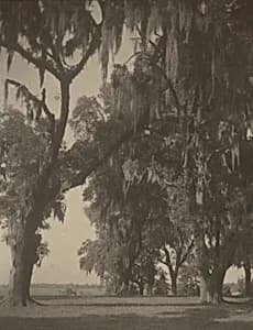 Live Oaks, Georgia