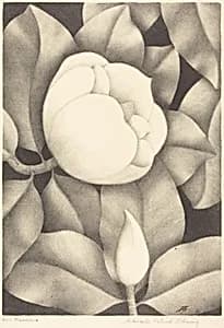Magnolia