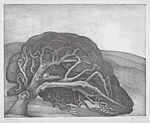 Monterey Oak