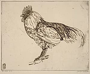 My Cock (Mon coq)