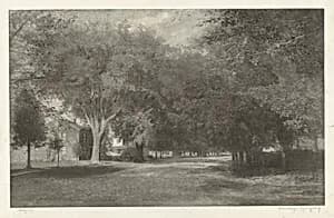 New England Elms