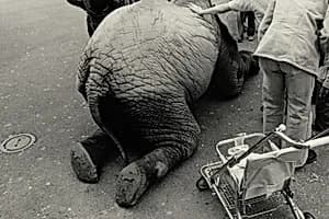Oakland (Kneeing elephant)