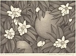 Orange Blossoms