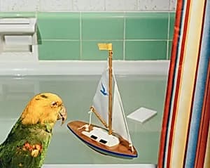 Parrot and Sailboat (#98)