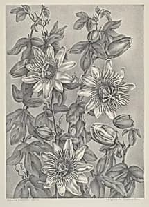 Passion Flowers