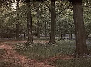 Path in Woods