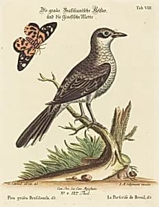 Pica grisea Brasiliensis