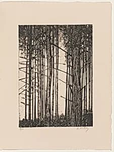 Pine Forest - Cresheim Valley