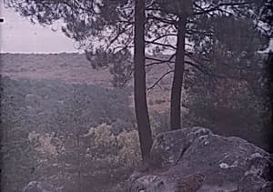 Pine Trees