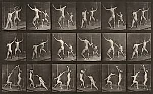 Plate Number 350. Fencing by Eadweard Muybridge