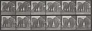 Plate Number 734. Two elephants walking by Eadweard Muybridge