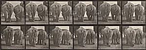 Plate Number 735. Two elephants walking by Eadweard Muybridge