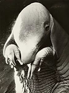 Portrait of Dora Maar