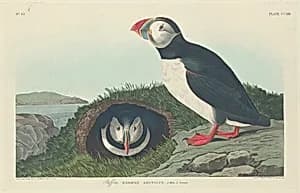 Puffin by Robert Havell after John James Audubon