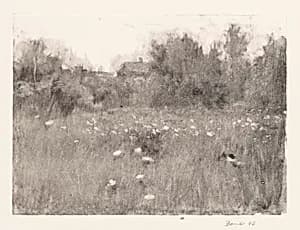 Queen Anne's Lace