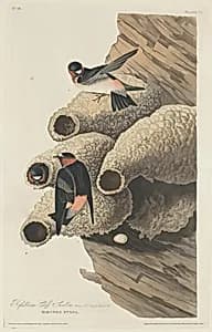 Republican Cliff Swallow by Robert Havell after John James Audubon