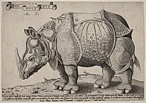 Rhinoceros