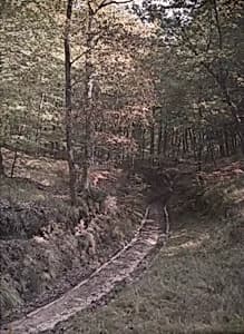 Road in Woods
