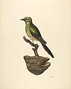 Robin (German?) by John Thorsen