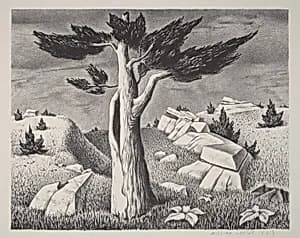 Rock and Cedar