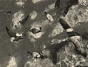 Seagulls, Provincetown