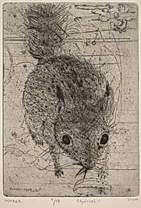 Squirrel
