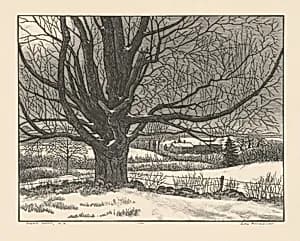 Sugar Maple, New Hampshire