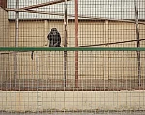 Sykes Monkey, Southport, England