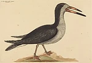 The Cutwater (Rhynchops nigra) by Mark Catesby