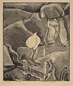 The Lily