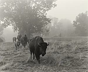 The Merrival Family's Buffalo Ranch