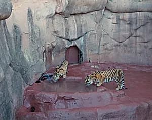 Tiger, Oklahoma City